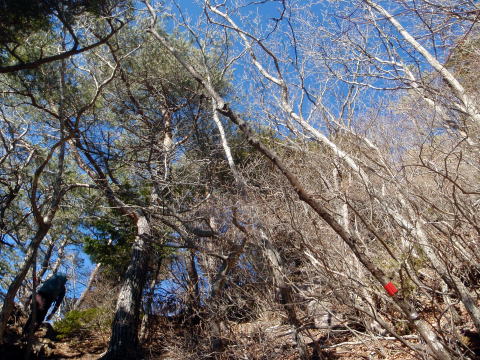 2014.12.28　釈迦ヶ岳・日尻山北尾根（尾根歩き）