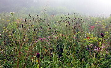 2022.8.6　大蔵高丸（尾根歩き）