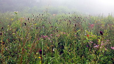 2022.8.6 大蔵高丸(尾根歩き)