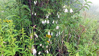 2022.8.6 大蔵高丸(尾根歩き)