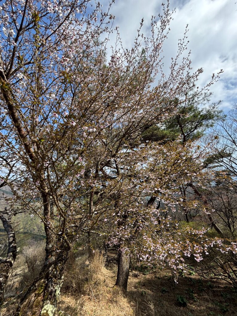 2026.4.18 源次郎沢(沢登り)