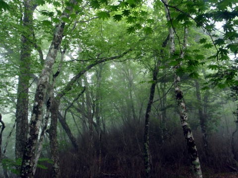 2011.6.19 峰谷川坊主谷(沢登り)
