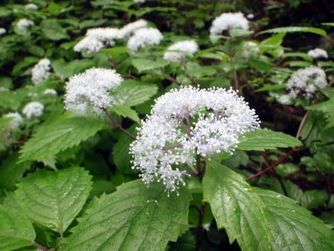 2011.6.26 多摩川入川谷(沢登り)