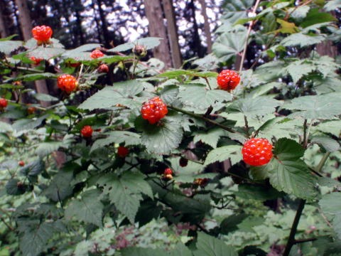 2011.7.2 松生山(尾根歩き)
