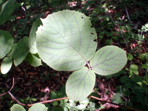 2011.7.2 松生山(尾根歩き)