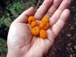 2011.7.2 松生山(尾根歩き)