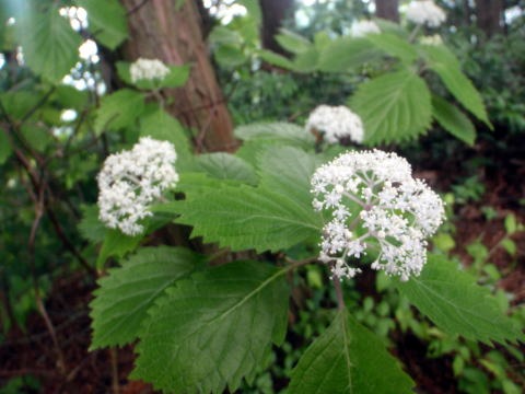 2011.7.2 松生山(尾根歩き)