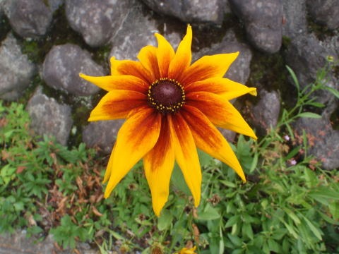 2011.7.2 松生山(尾根歩き)