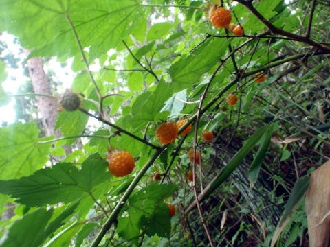 2011.7.2 松生山(尾根歩き)