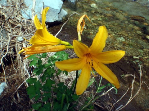 2011.8.13 大鷲倉沢(沢登り)