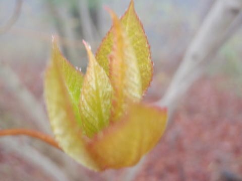 2013.3.31 戸倉三山(尾根歩き)