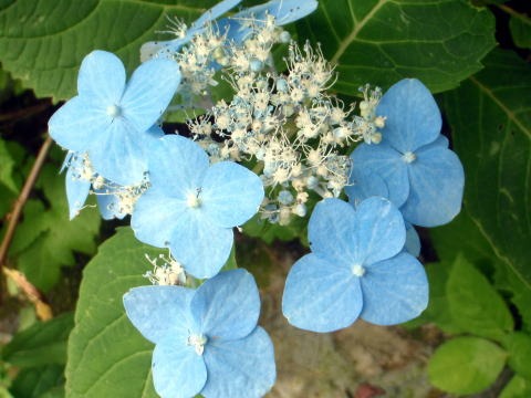 2011.8.13 大鷲倉沢(沢登り)