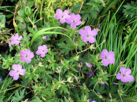 2011.8.13 大鷲倉沢(沢登り)