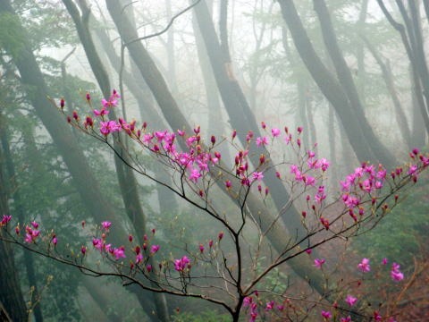 2013.3.31 戸倉三山(尾根歩き)