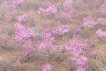2013.3.31　戸倉三山（尾根歩き）