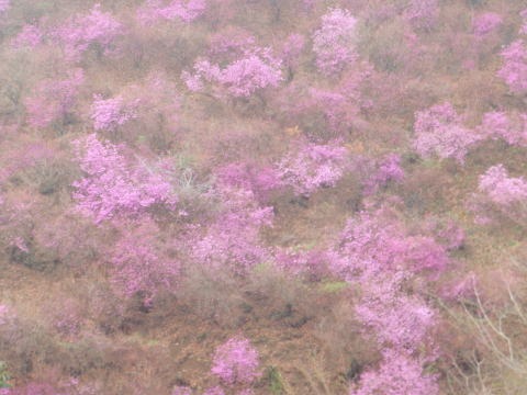 2013.3.31 戸倉三山(尾根歩き)