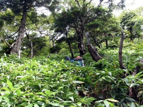 大蛇尾川西俣 東俣(沢登り)