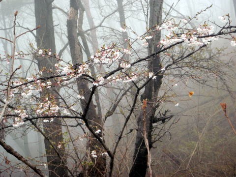 2013.3.31 戸倉三山(尾根歩き)