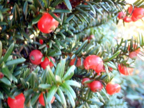 2011.10.8-10 穴堂沢 カケス沢(沢登り)