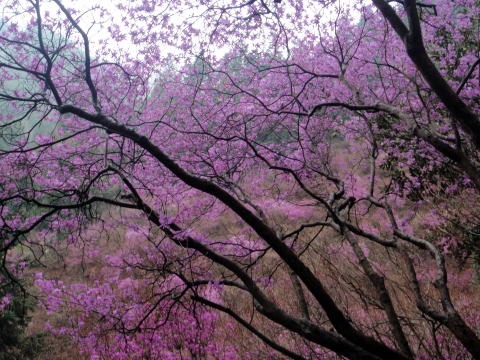 2013.3.31 戸倉三山(尾根歩き)