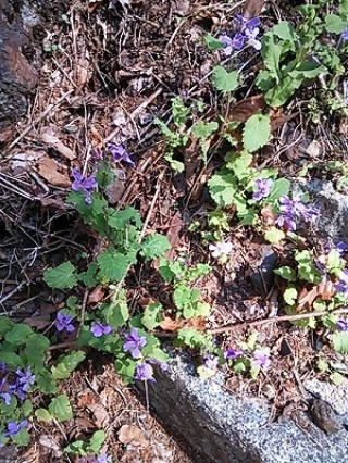 2013.4.13　甲州高尾山（尾根歩き）