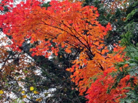 2011.10.15 大薙沢右俣 四郎沢(沢登り)