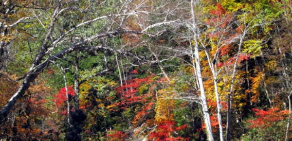 2011.10.15 大薙沢右俣 四郎沢(沢登り)