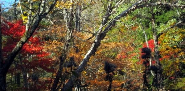 2011.10.15 大薙沢右俣 四郎沢(沢登り)
