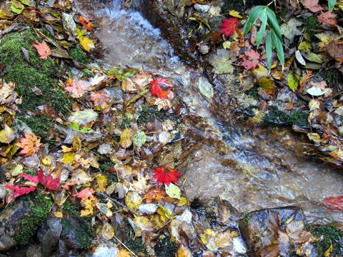 2011.10.15 大薙沢右俣 四郎沢(沢登り)