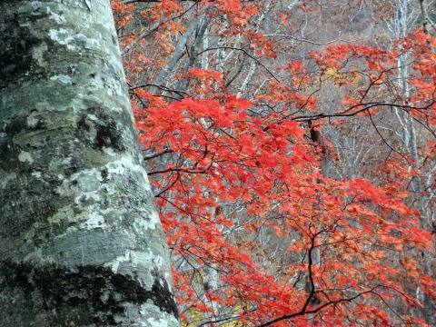 2011.11.5 湯ノ倉山(尾根歩き)