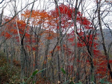 2011.11.5 湯ノ倉山(尾根歩き)
