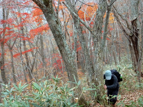 2011.11.5 湯ノ倉山(尾根歩き)