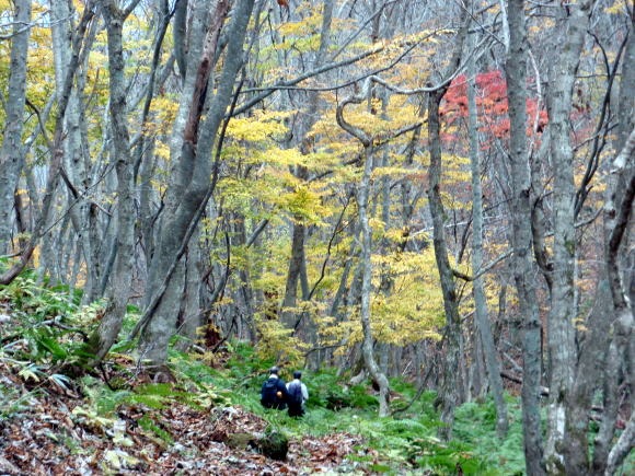 2011.11.5 湯ノ倉山(尾根歩き)