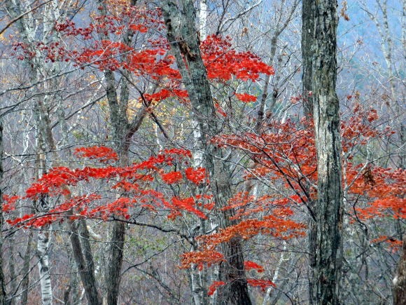 2011.11.5 湯ノ倉山(尾根歩き)