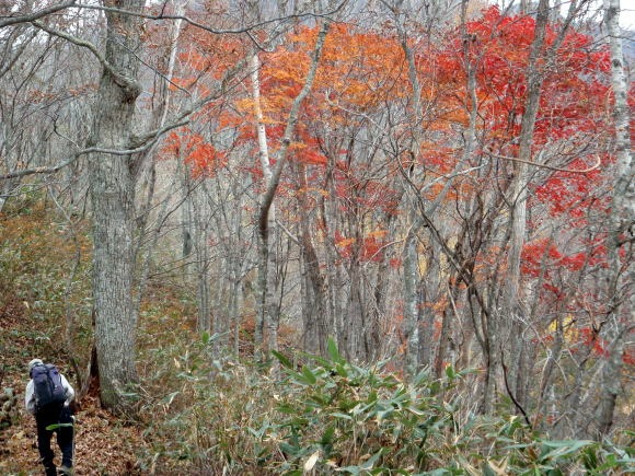 2011.11.5 湯ノ倉山(尾根歩き)