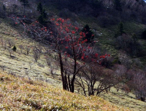 2011.11.27 サカリ山(尾根歩き)