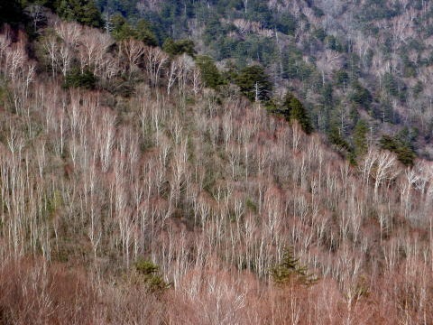 2011.11.27 サカリ山(尾根歩き)