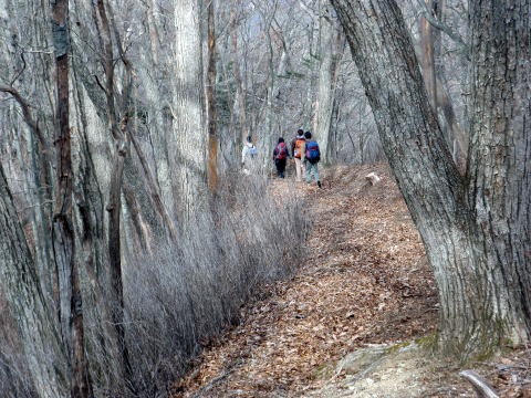 2011.11.27 サカリ山(尾根歩き)