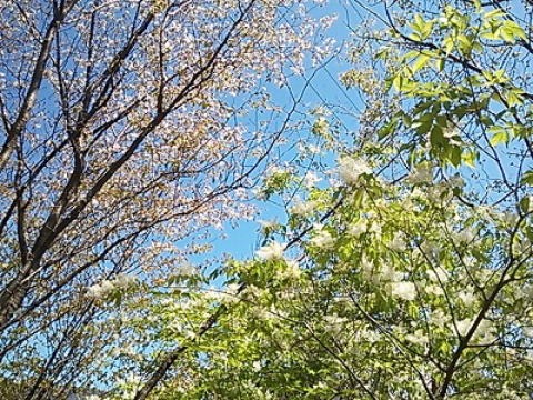 2013.4.13　甲州高尾山（尾根歩き）