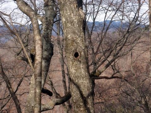 2011.11.27 サカリ山(尾根歩き)