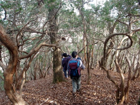 2011.11.27 サカリ山(尾根歩き)