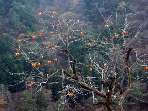 2011.11.27 サカリ山(尾根歩き)