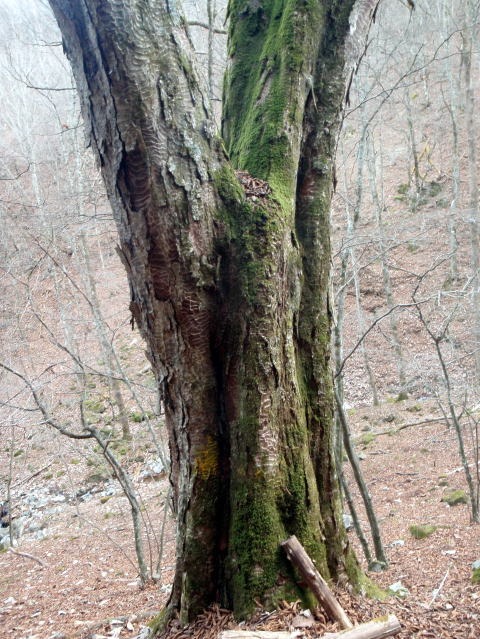 2011.11.27 サカリ山(尾根歩き)