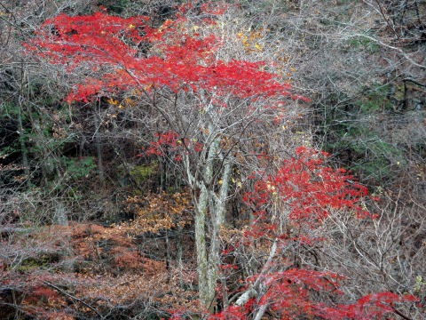2011.11.27 サカリ山(尾根歩き)