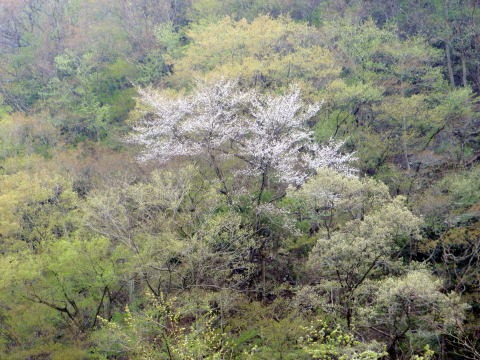 2013.4.14 山伏峠~西丸~東丸(尾根歩き)
