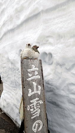 2025.5.3-5 室堂～雷鳥平～みくりが池～一ノ越～雄山（雪山）
