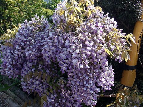 2013.4.28　塔ノ岳（尾根歩き）
