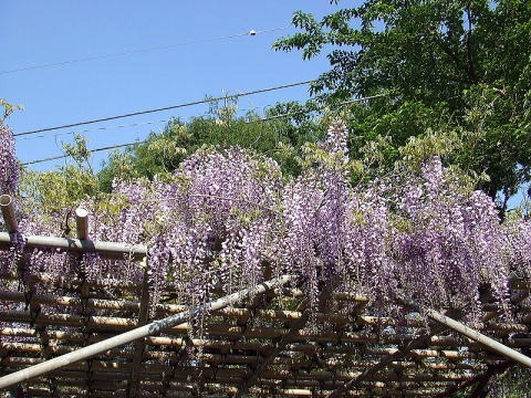 2013.4.28　塔ノ岳（尾根歩き）