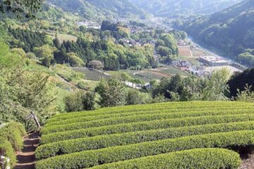2013.4.28　塔ノ岳（尾根歩き）