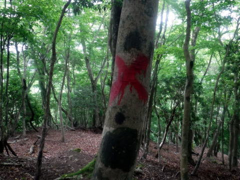 2025.5.18 丹沢・マスキ嵐沢（沢登り）